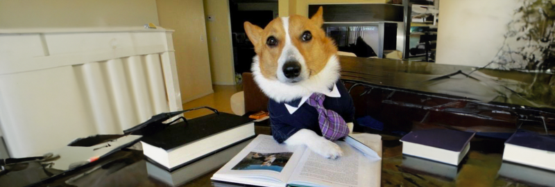 Nueva Ley de Bienestar Animal 2023: el mejor competidor de Santevet