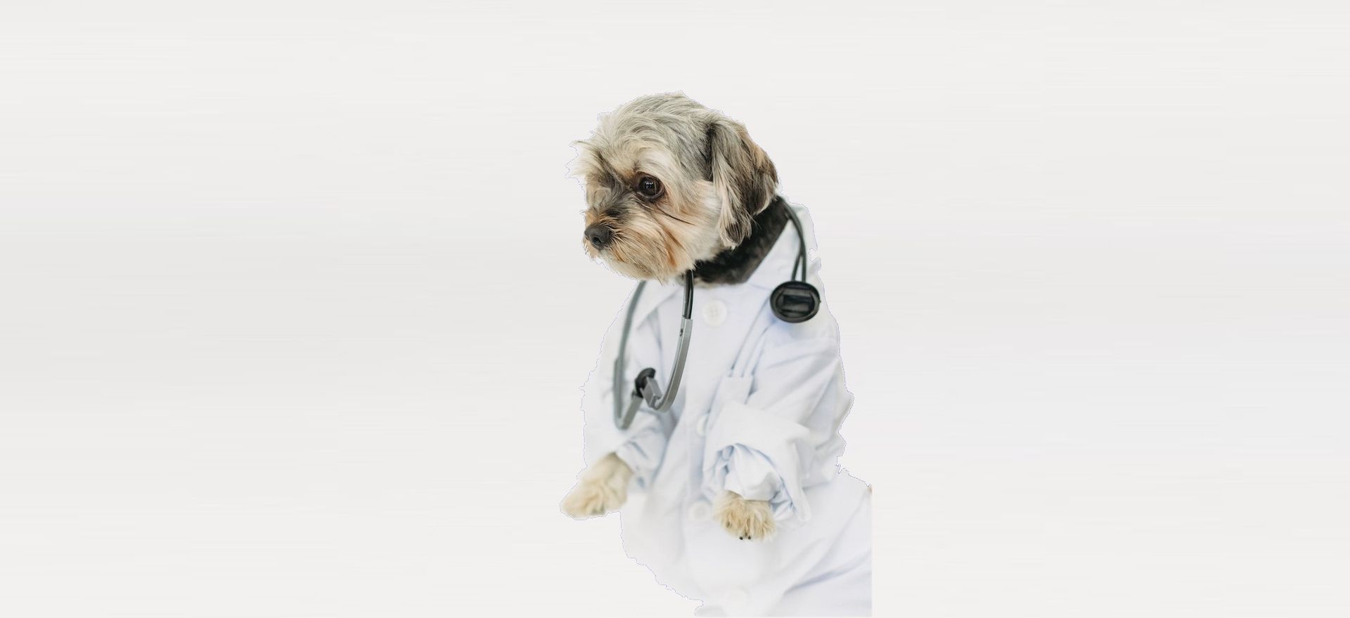 Perro con bata de médico y estetoscopio