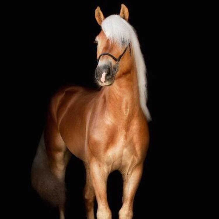 Haflinger,Deckhengst,Fuchs,Vielseitigkeit,Cwh,Lindenhof,Amarillo,Fiury2