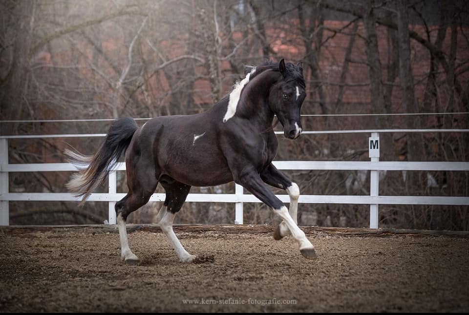 Limited design,körungssieger,pinto,pintoaraber,pintabian,homozygot tobiano, rappe,schwarz weiß,partbred araber,lindenhof