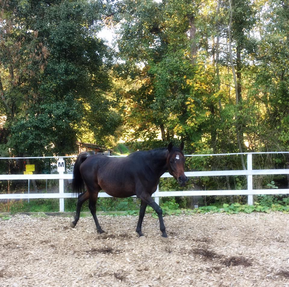 Zuchtstute,CWH,Khadeerah,Vollblut,Araber,Pintabian,Partbred,