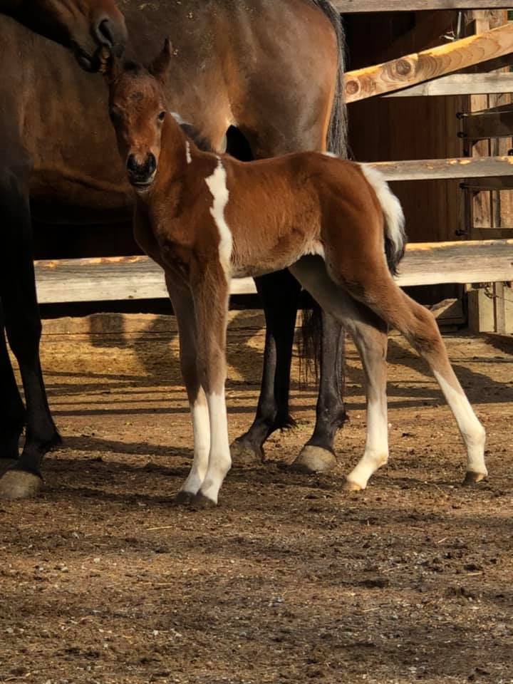 pintabian,stute,kenia,schecke,pinto,