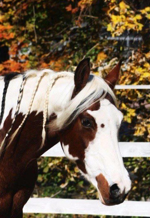 Tobiano,schecke,braunschecke,stute,partbred,salome,