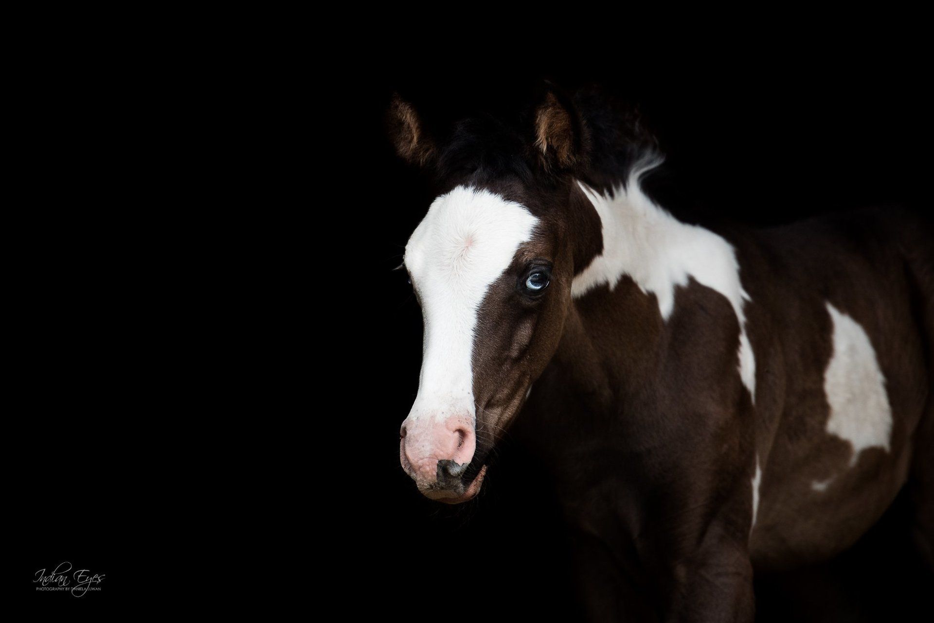 Overo,Hengst,Wertl,Pinto,schecke,TE Pharenheit,CWHKarima,deckhengst