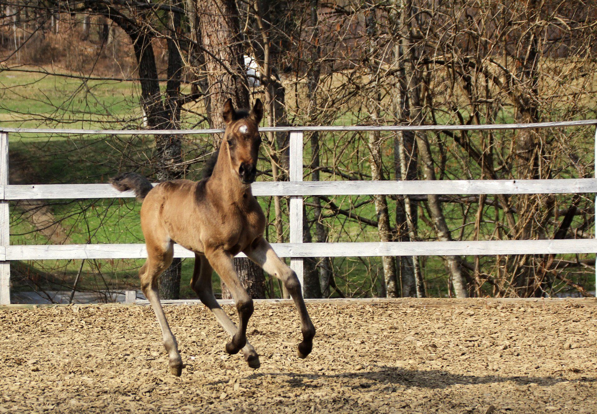 pintabian,stute,Buckskin,partbred araber,koko,cwh