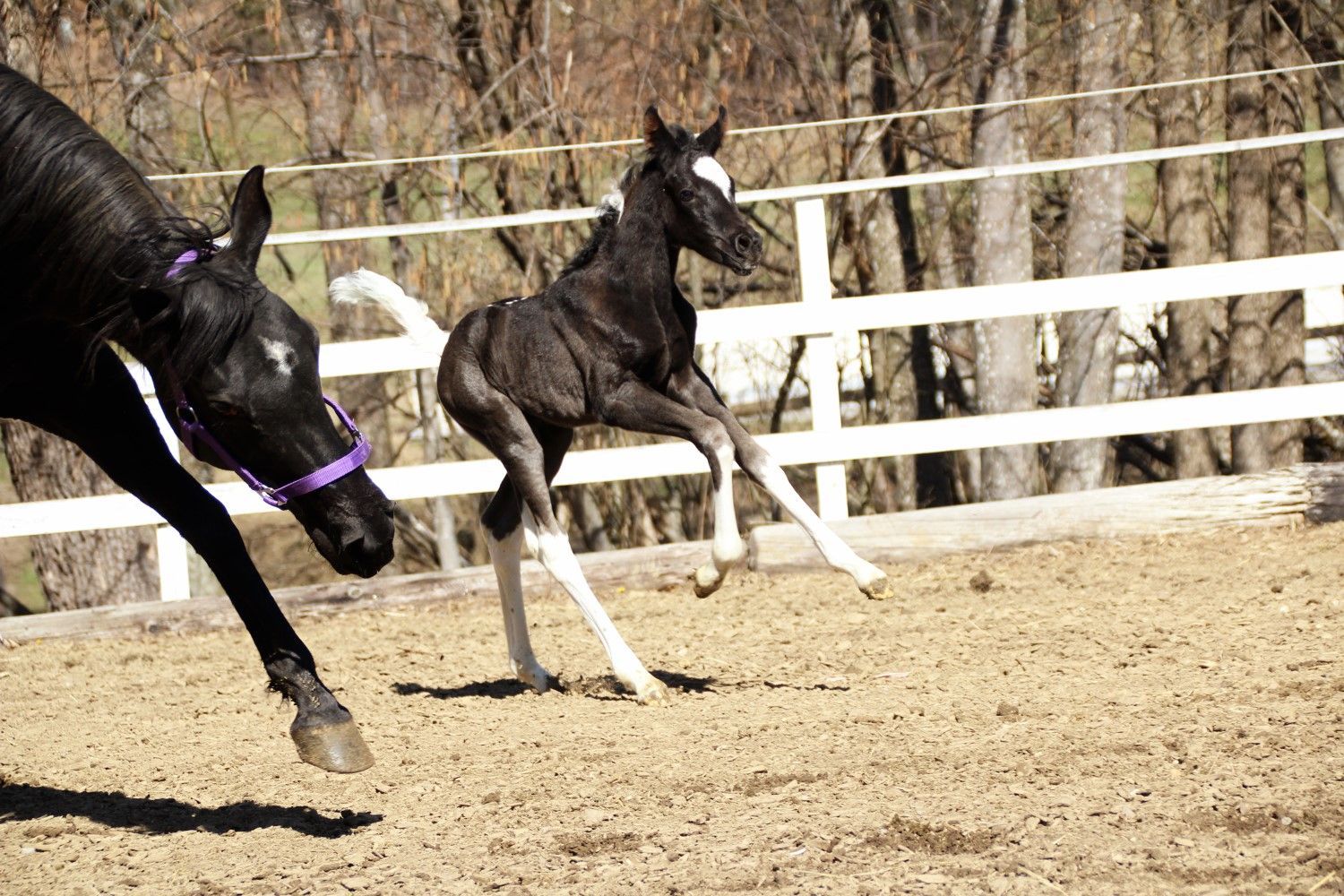 pintabian,rappschecke,CWH,Lindenhof,limited design