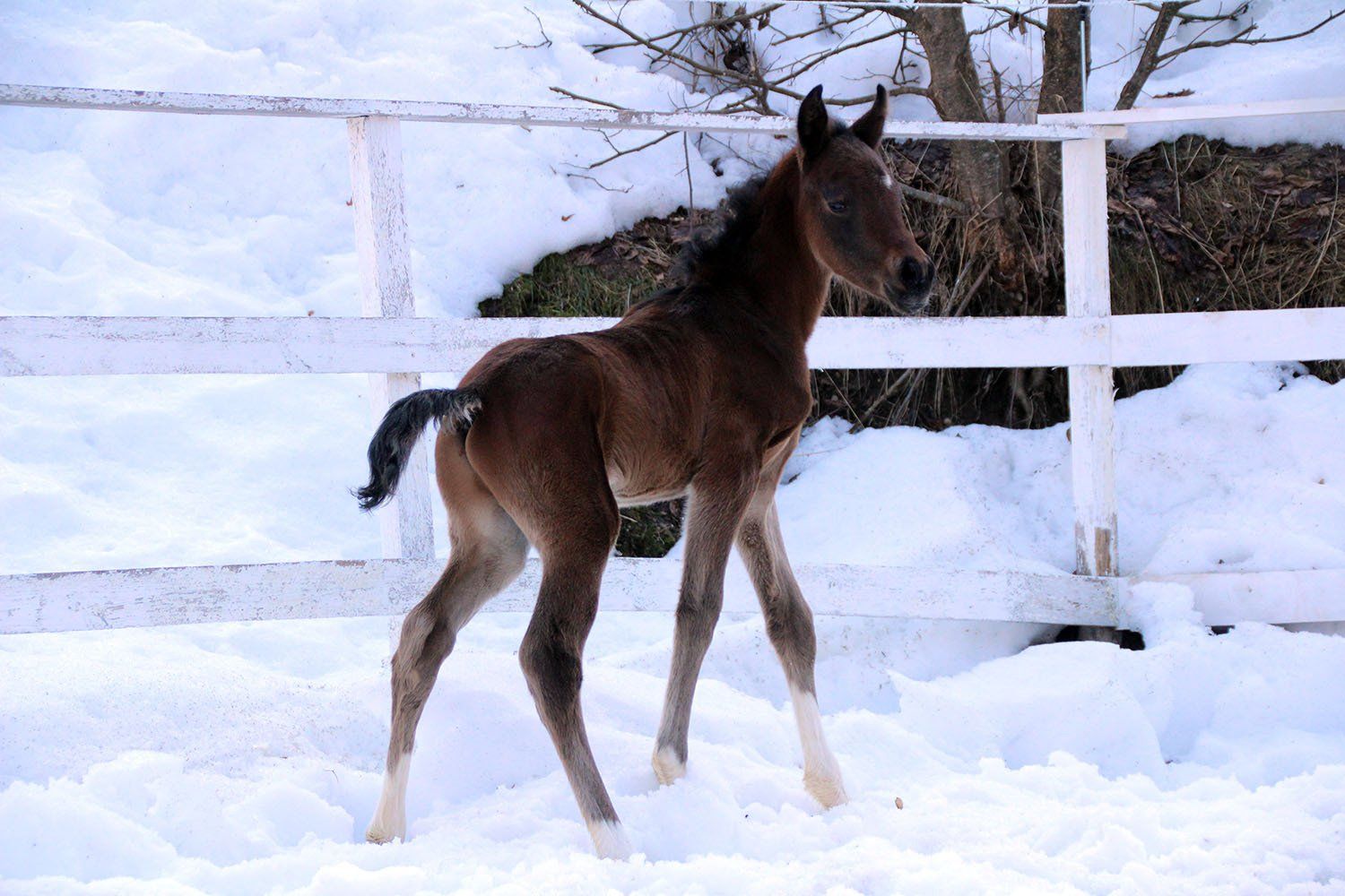 pintabian,hengst,minmalschecke,Braunschecke,partbred araber,future,limited,cwh