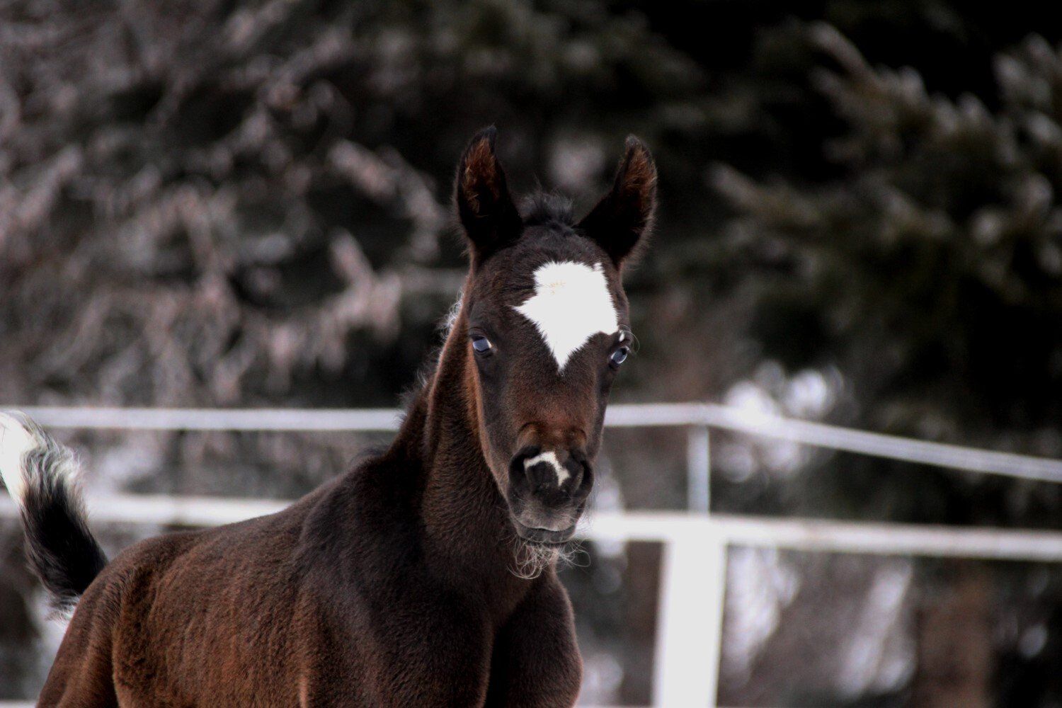 pintabian,hengst,minmalschecke,Rappscheck,pinto,eclipse,Braunschecke,partbred araber,future,limited,cwh