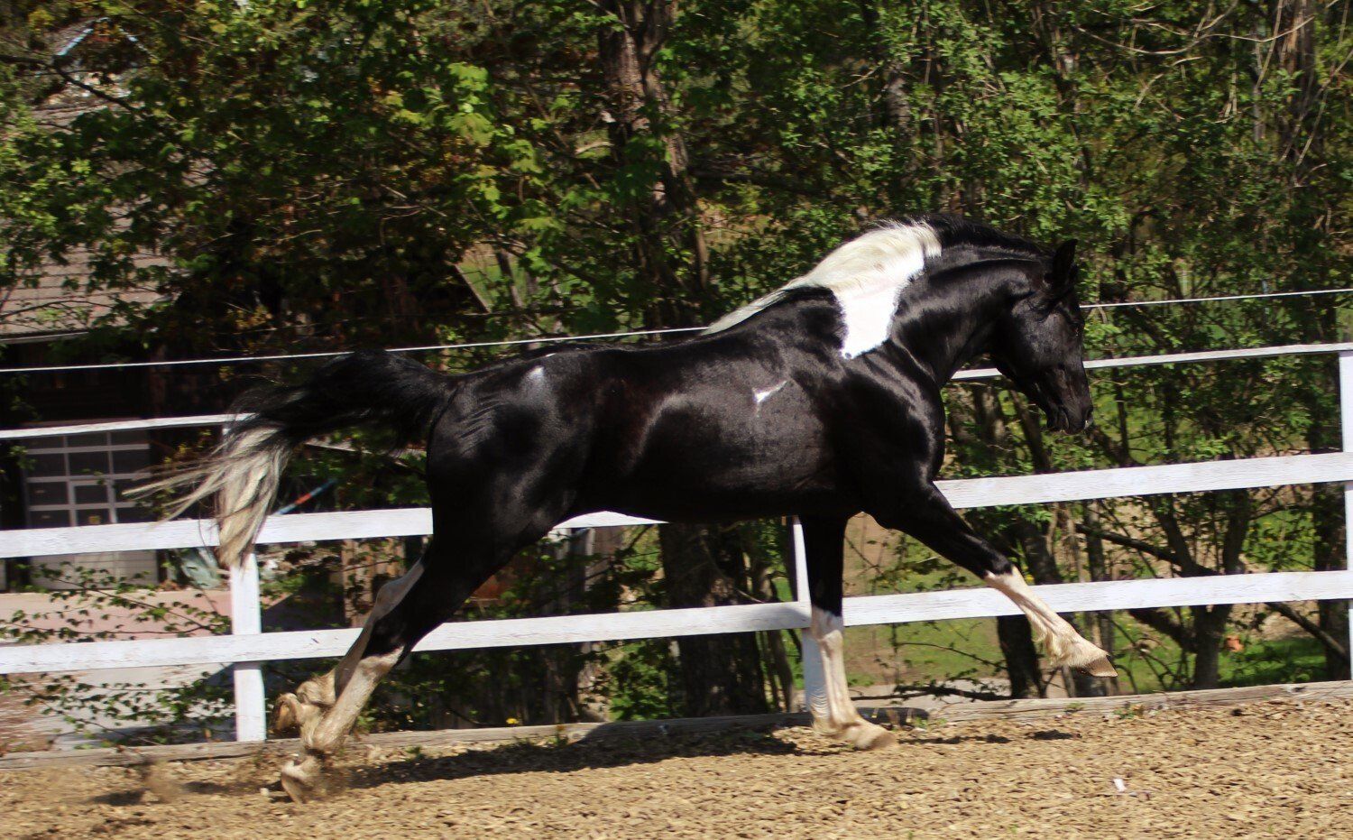 Limited Design, pinto,schwarz weiß,schecke,pintabian, partbred araber, tiefgefiersamen , TG, Natursprung lindenhof