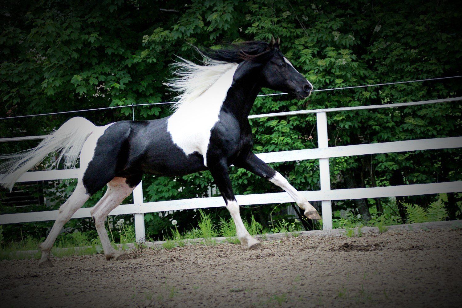 Pintabian, homozygot, reinerbig, tobiano,deckhengst