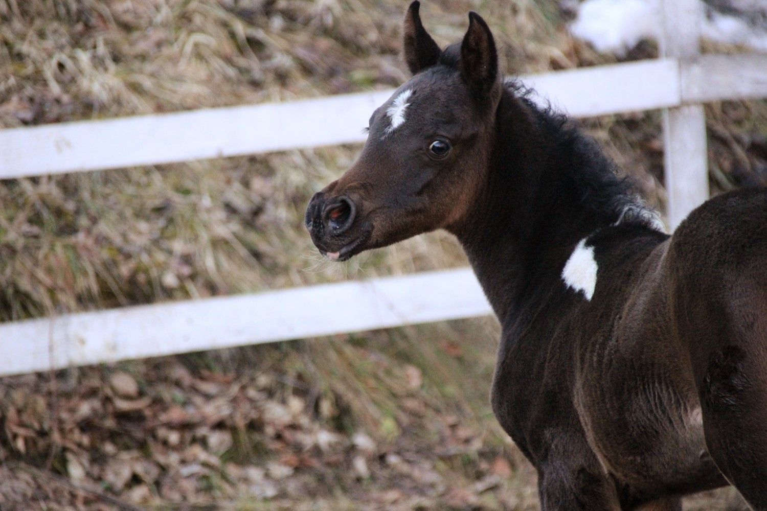 For sale, pintabian stute, schecke, tobiano, verkauf