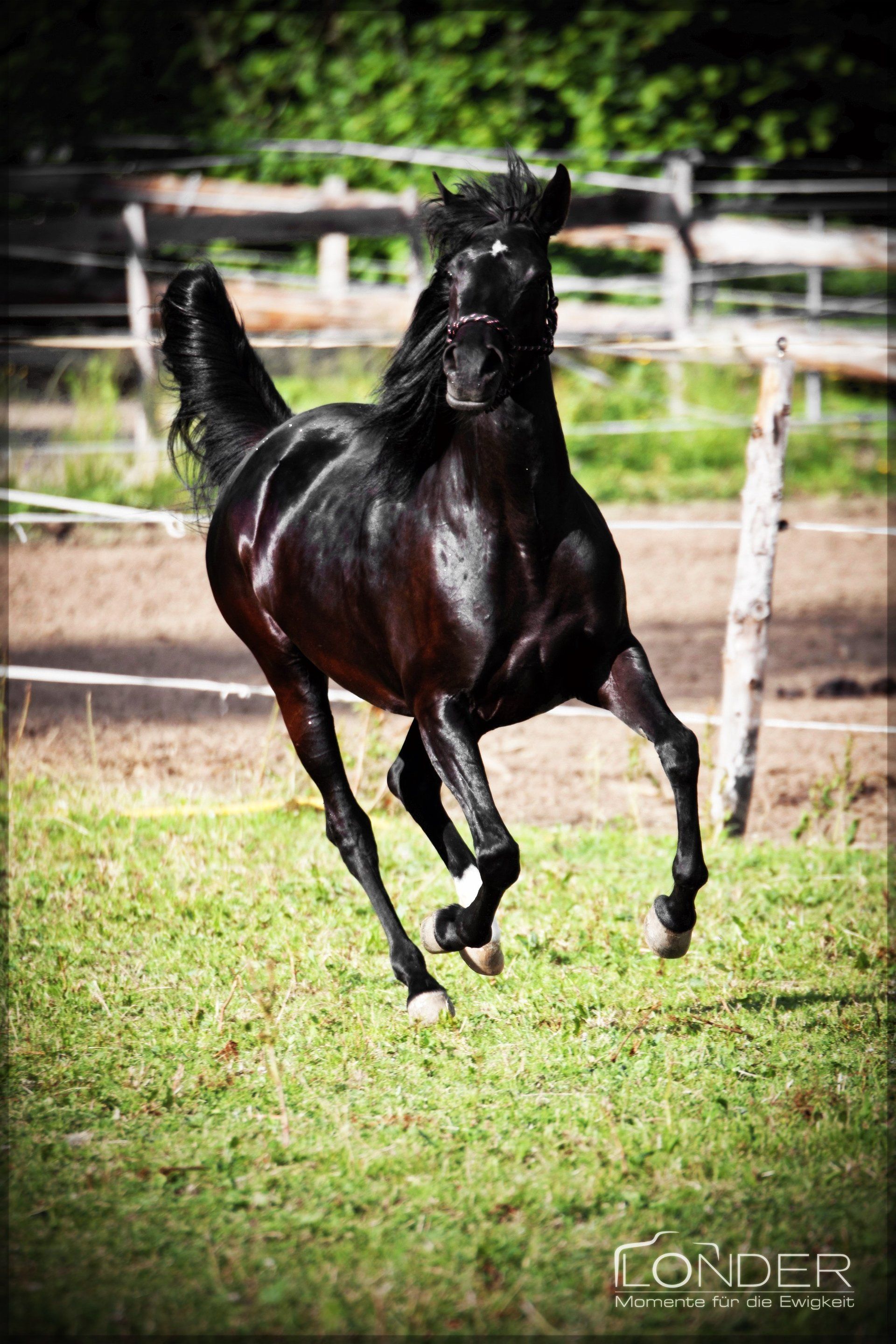 TBKharissma,ÄgyptischerAraber,CWH,Lindenhof,Zuchtstute,Rappe,