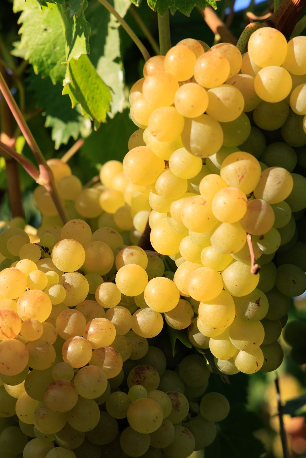 Quinta do Canhoto, Albufeira