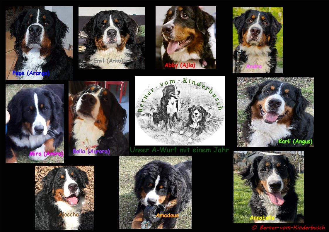 Unser A-Wurf mit einem Jahr