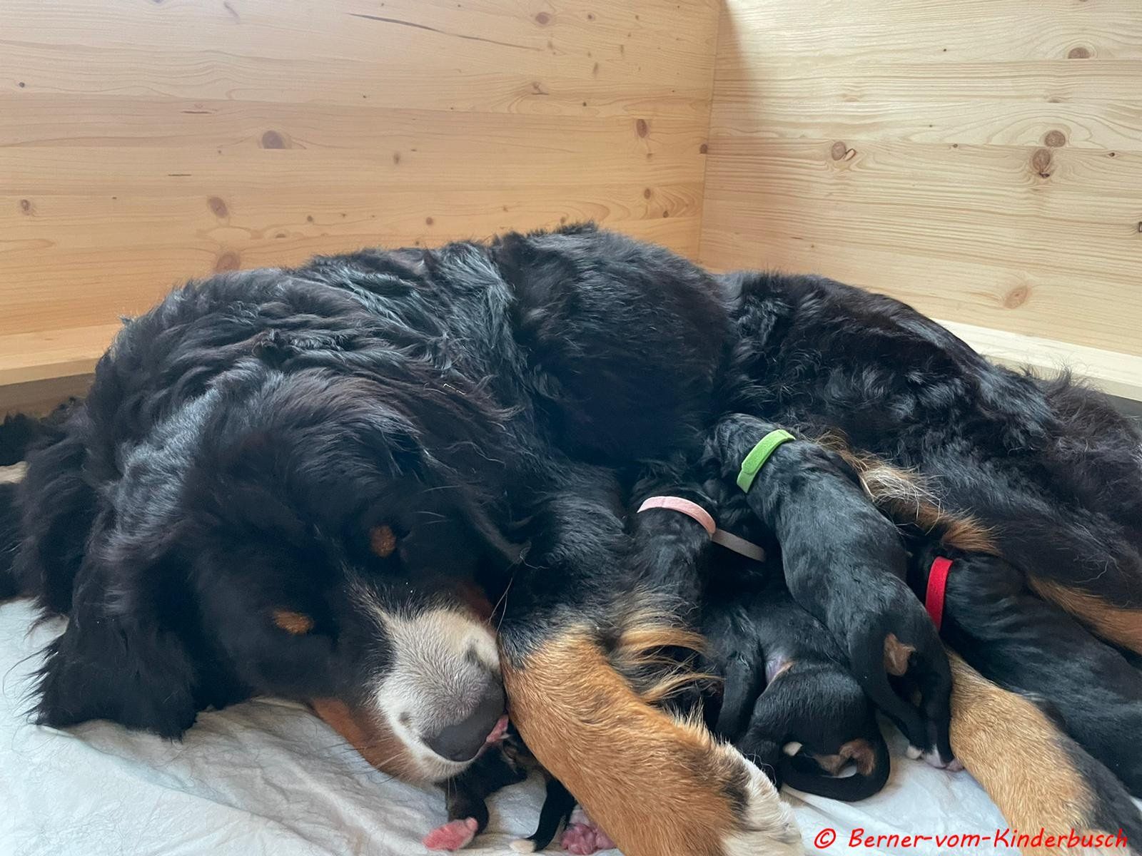 B-Wurf vom Kinderbusch