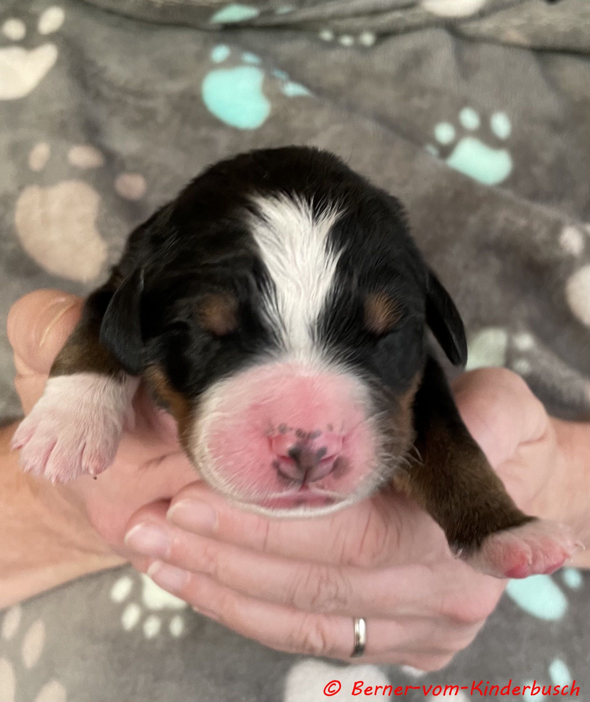 Beppo vom Kinderbusch