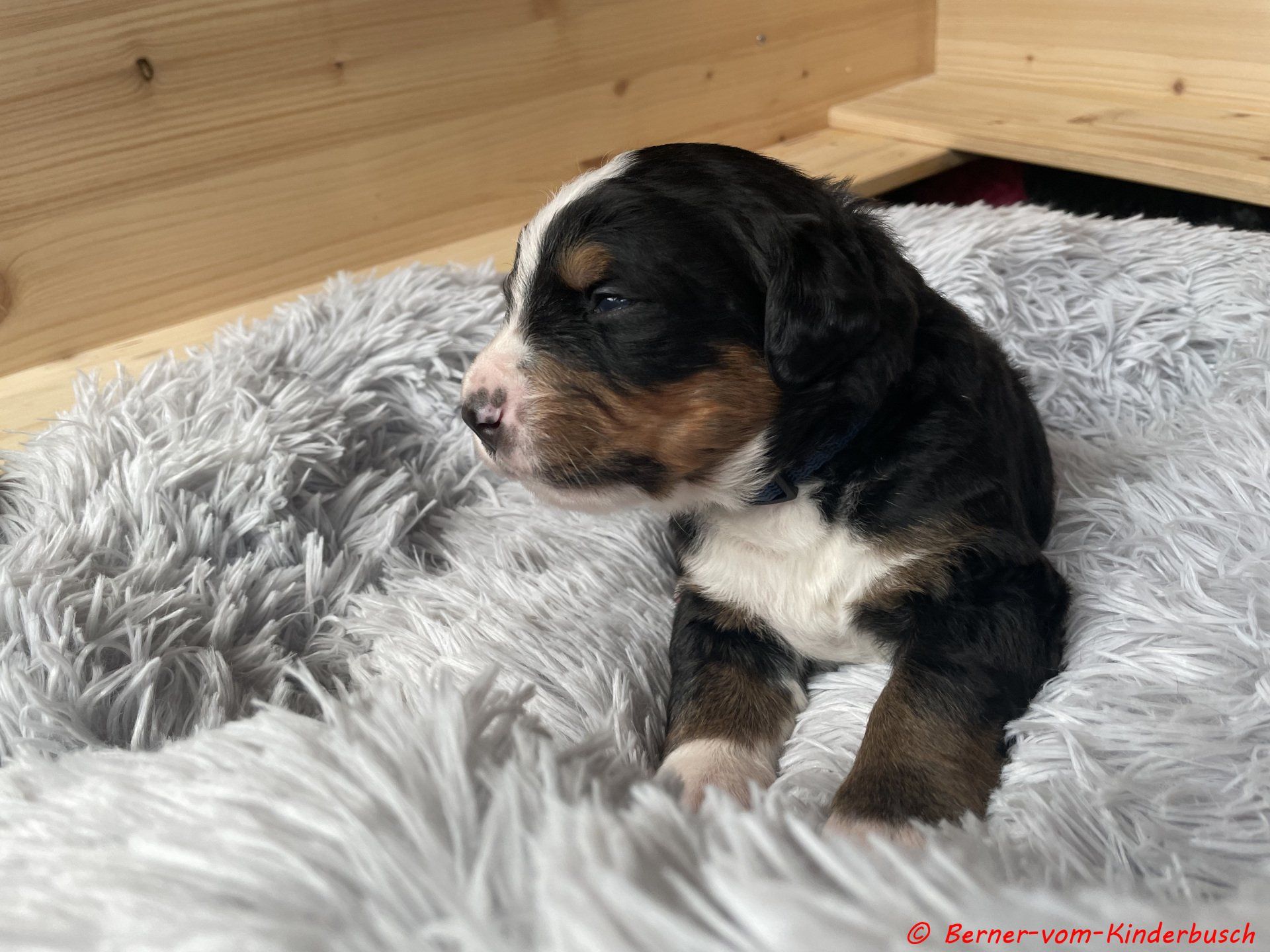 Beppo-vom-Kinderbusch 2021-10-23