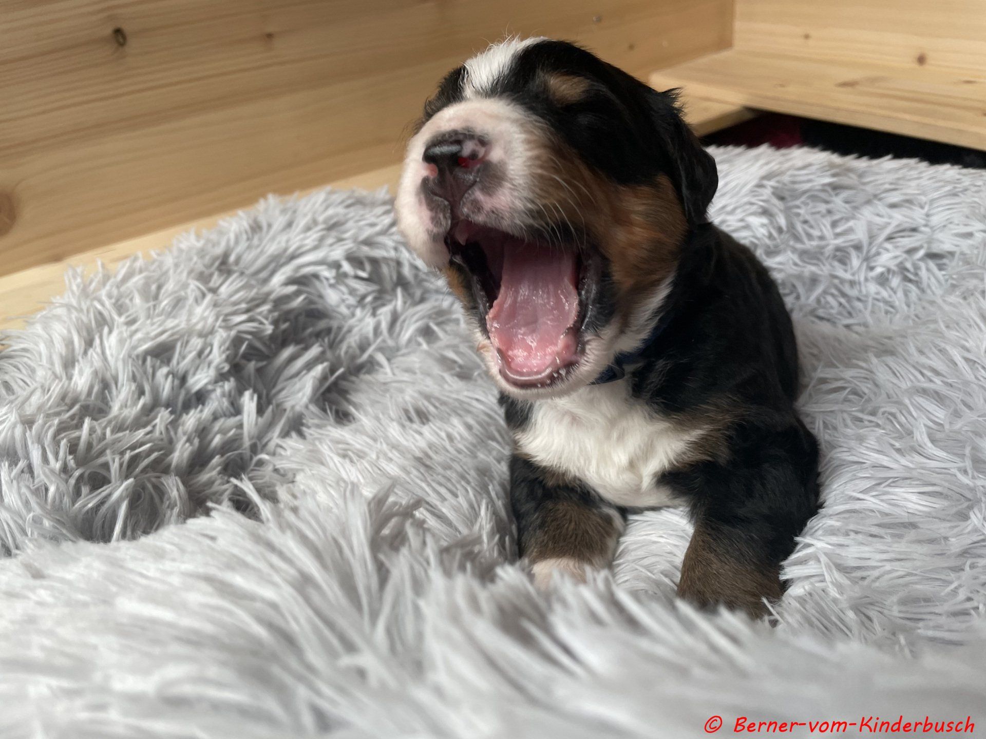 Beppo 2021-10-23 langweilig