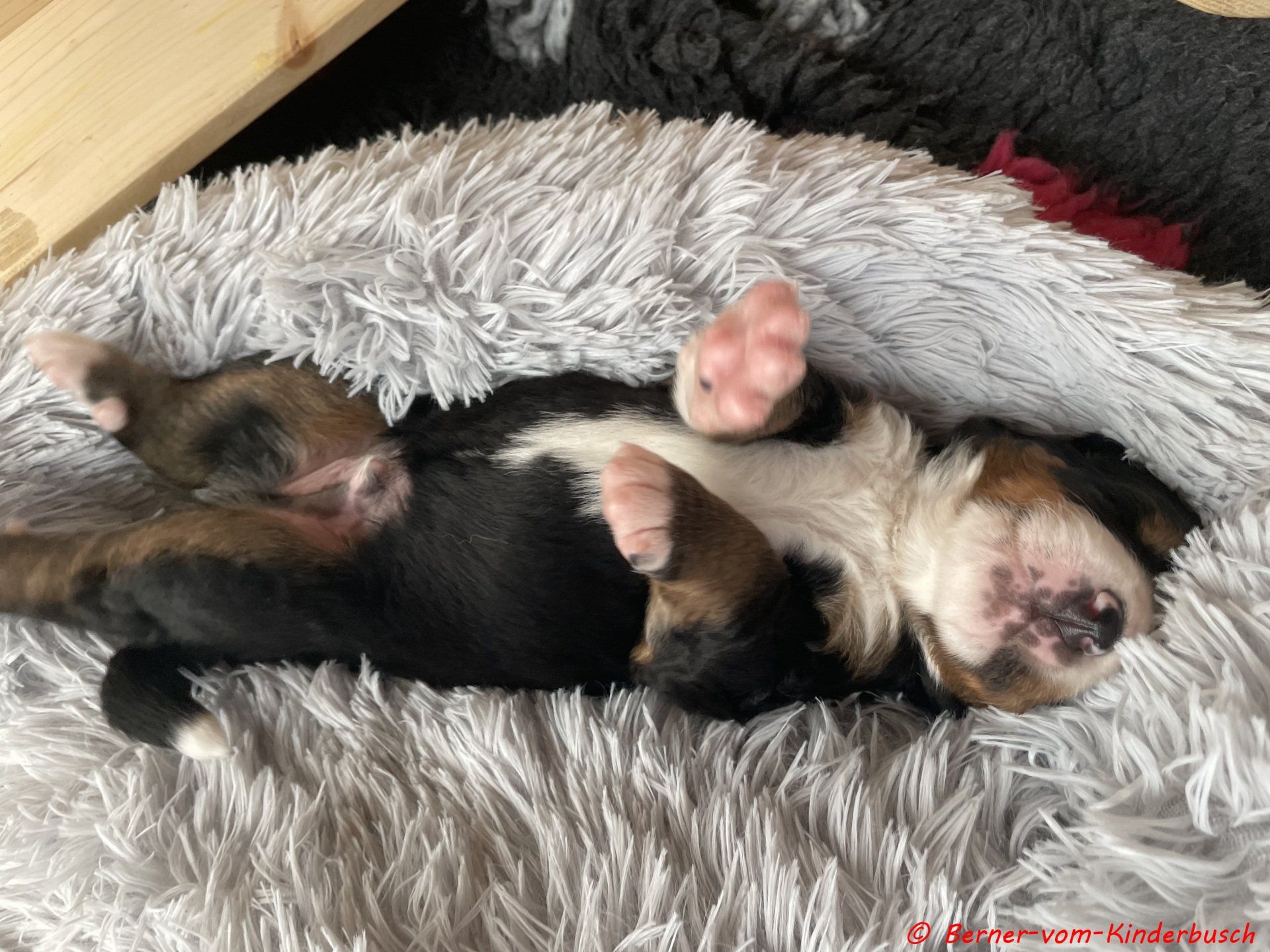 Beppo 2021.10.23 ich kann schon wie ein Großer schlafen