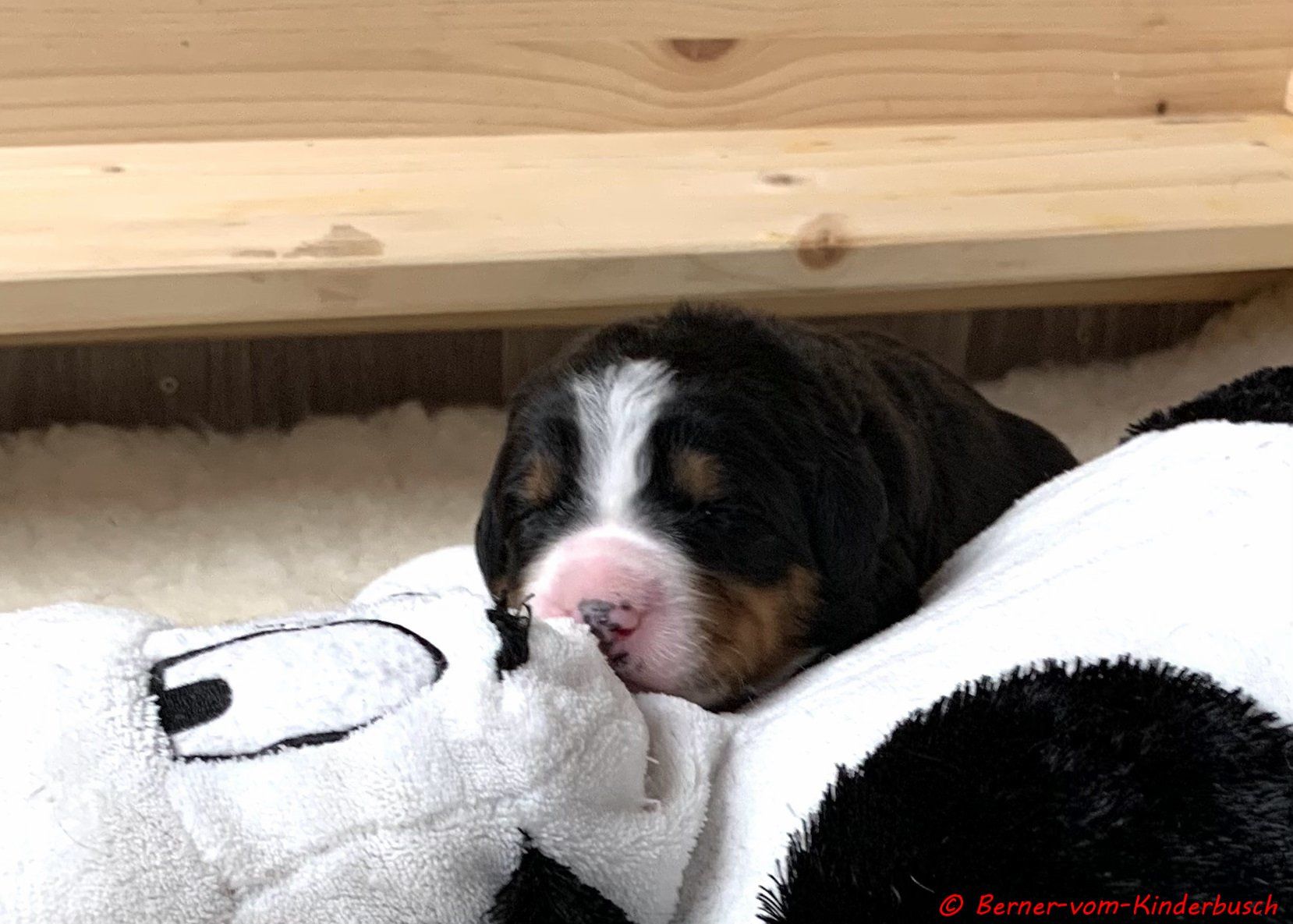 Beth-Paula vom Kinderbusch 2021-10-16