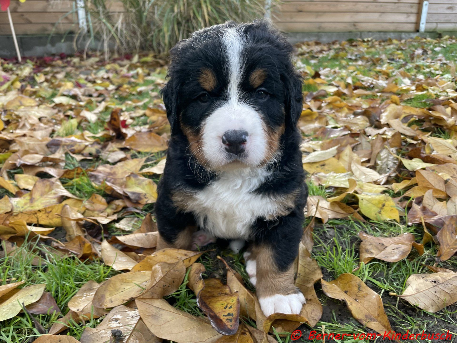 Beth-Paula vom Kinderbusch 2021-11-07