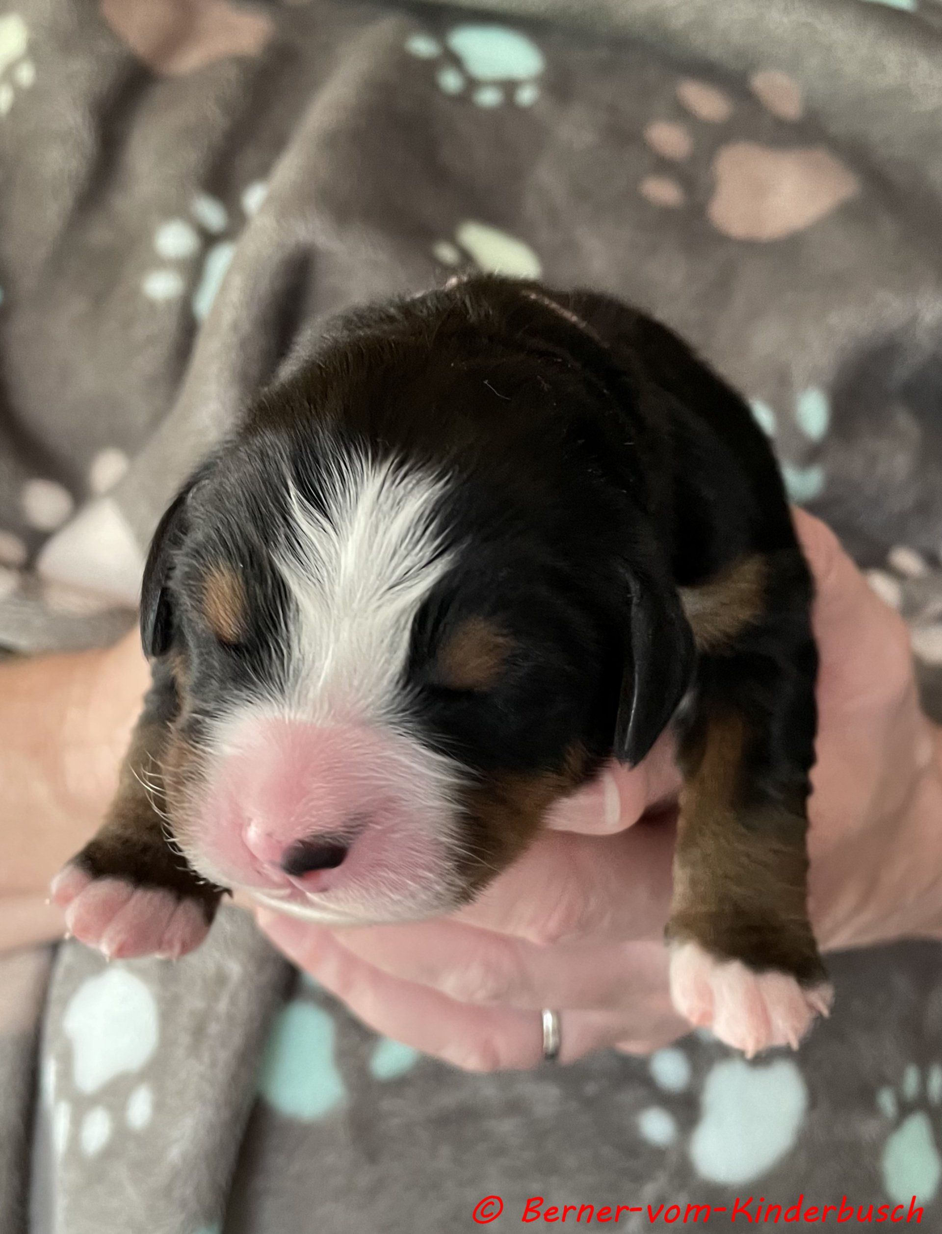 Bijou vom Kinderbusch
