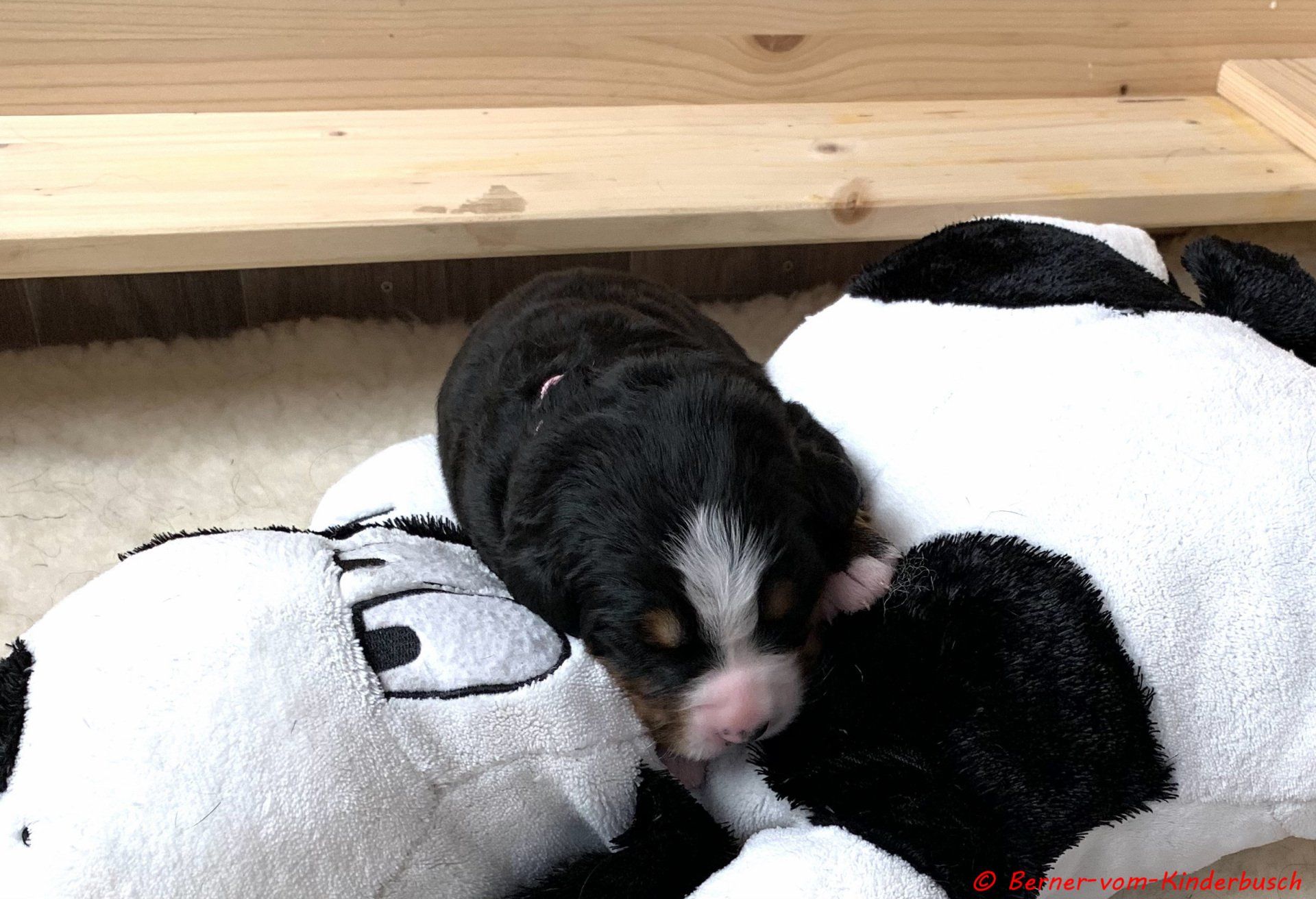 Bijou vom Kindderbusch 2021-10-16