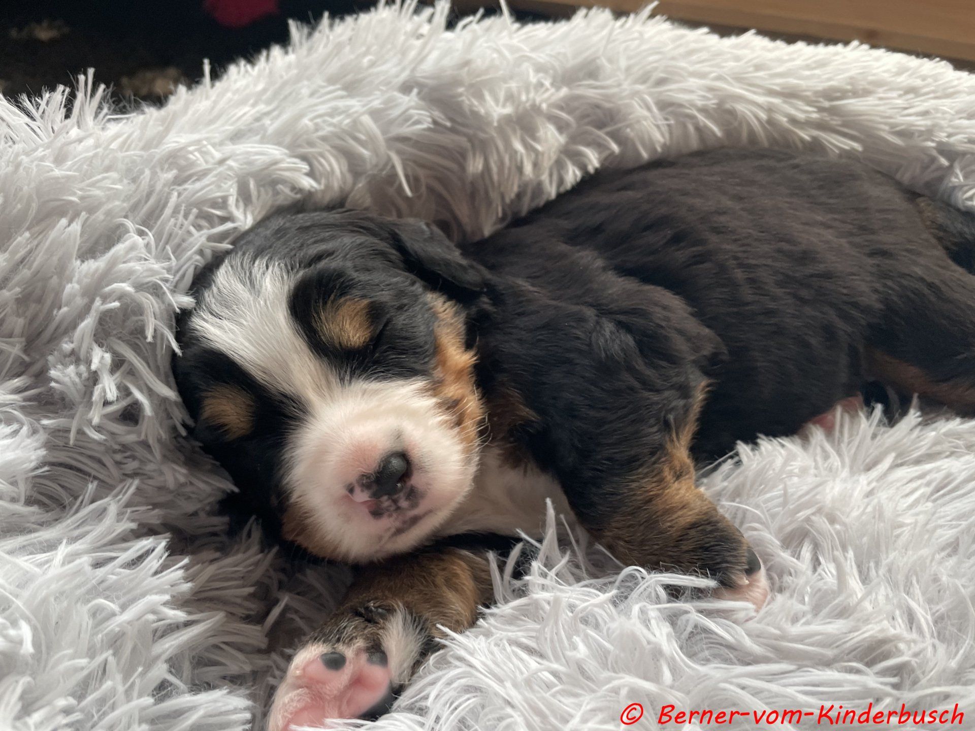 Bijou 2021-10-23 kuschelig