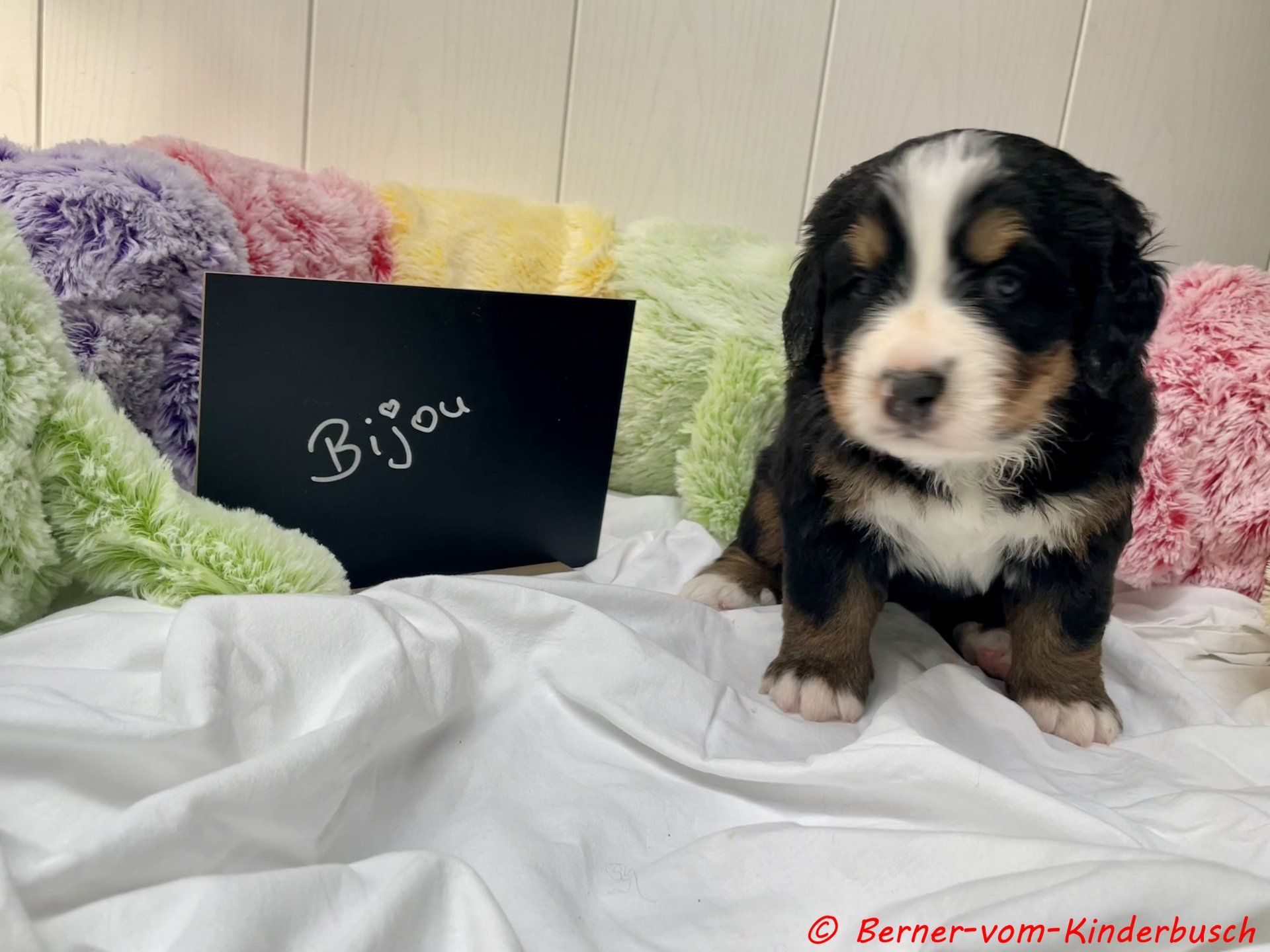 Bijou vvom Kinderbusch 31.10.2021