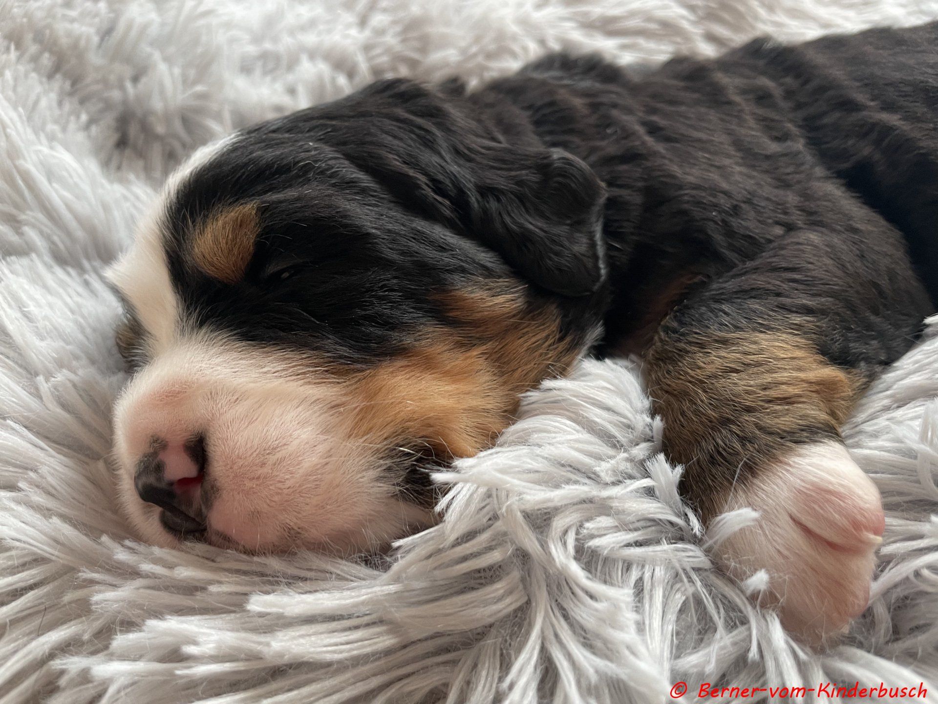 Blair 2021-10-23 lass mich ich bin müde