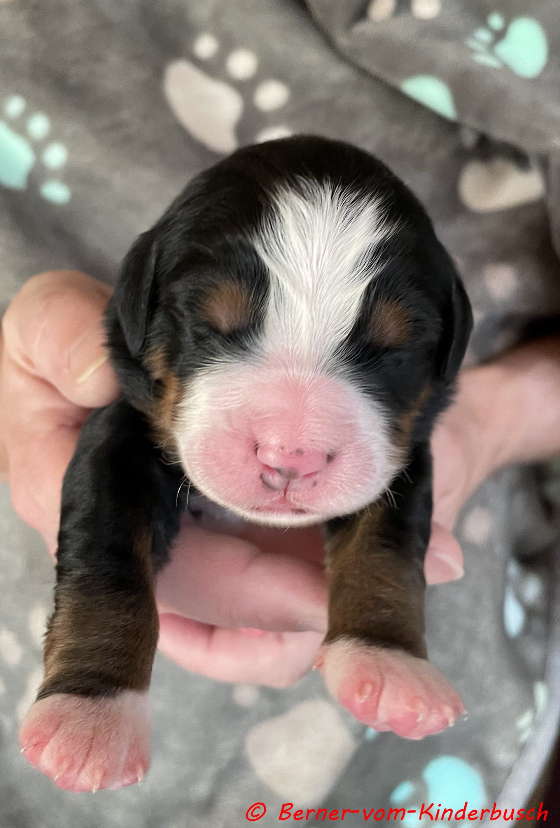 Bella-Blair vom Kinderbusch