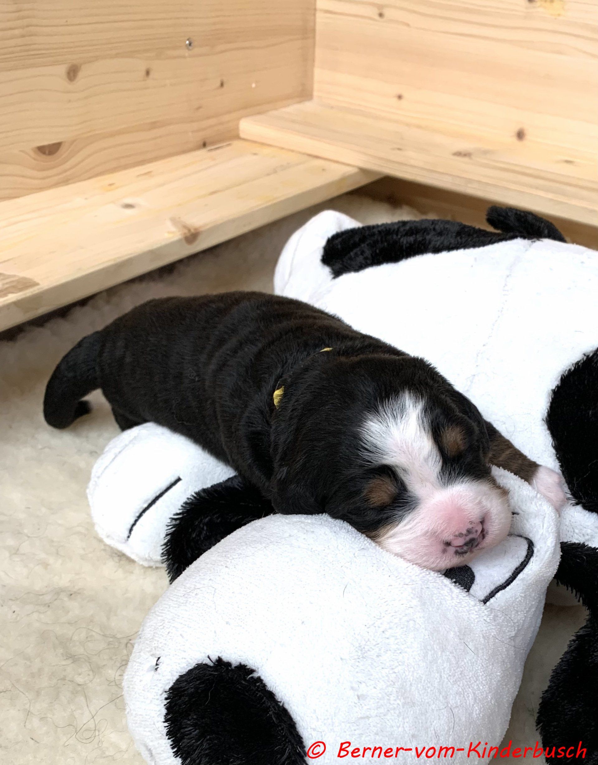 Bella-Blair vom Kinderbusch 2021-10-16