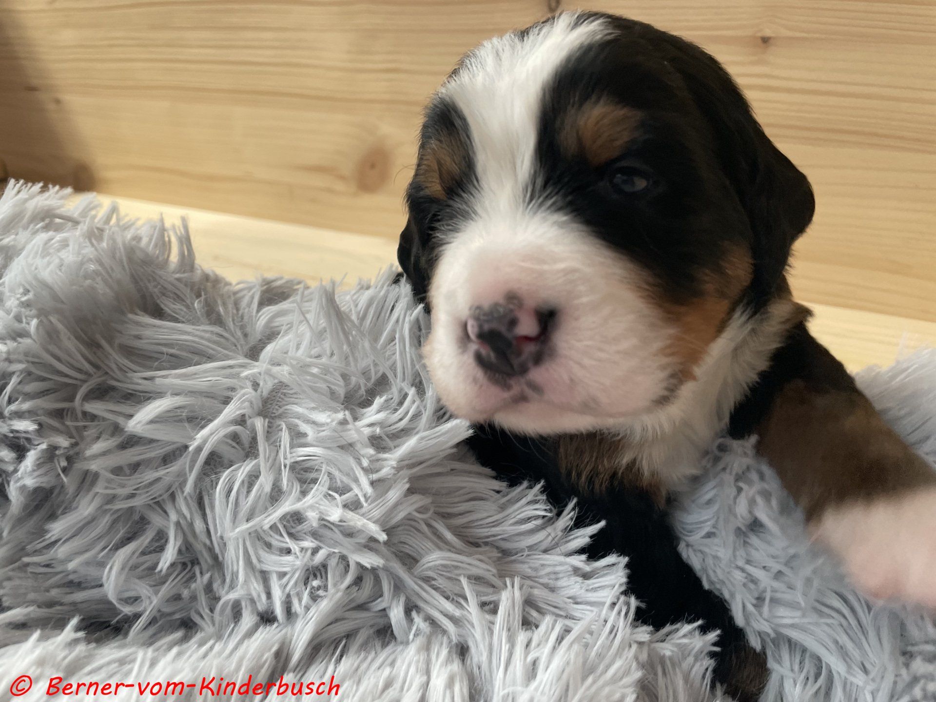 Bella-Blair-vom-Kinderbusch 2021-10-23