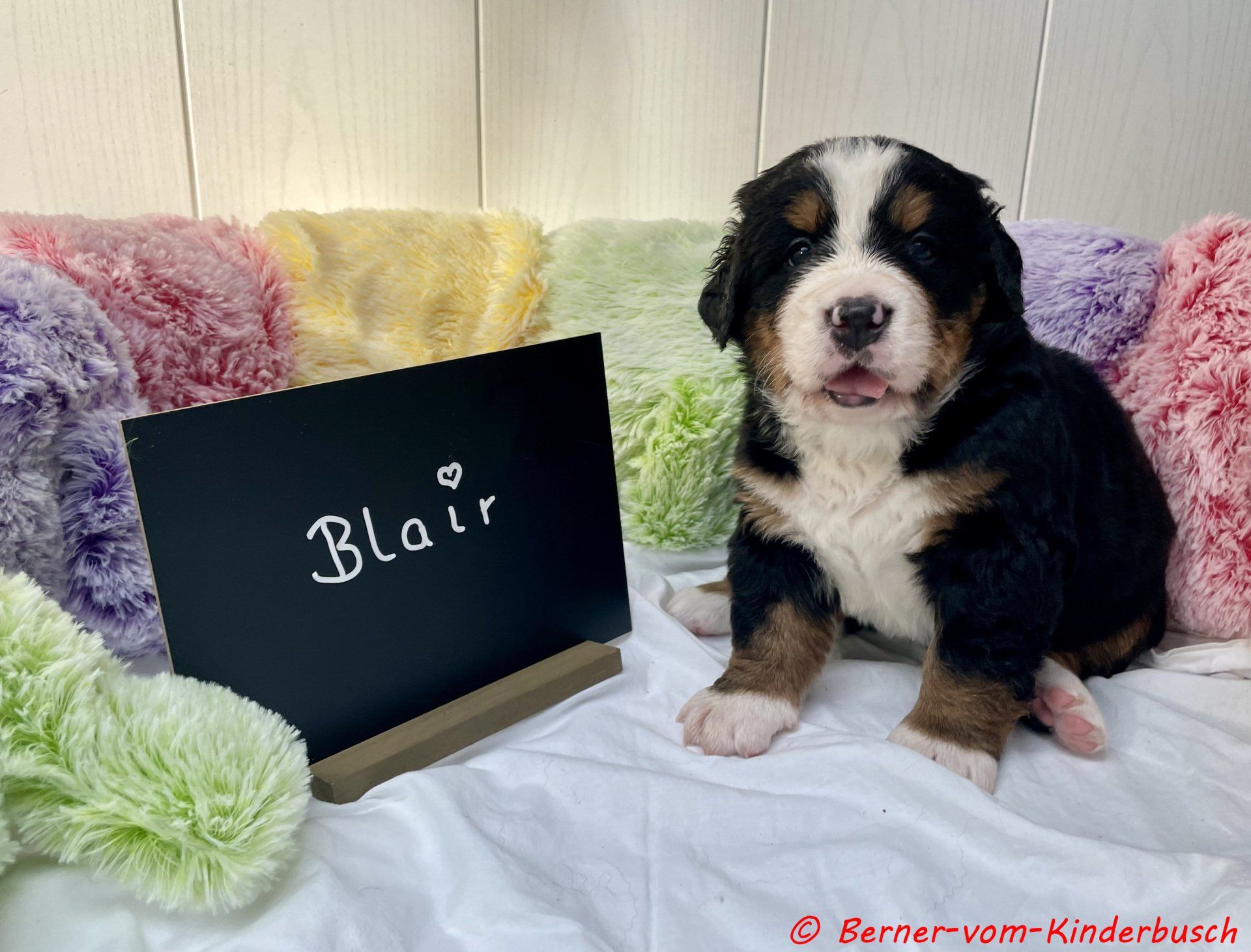 Blair vom Kinderbusch 31.10.2021