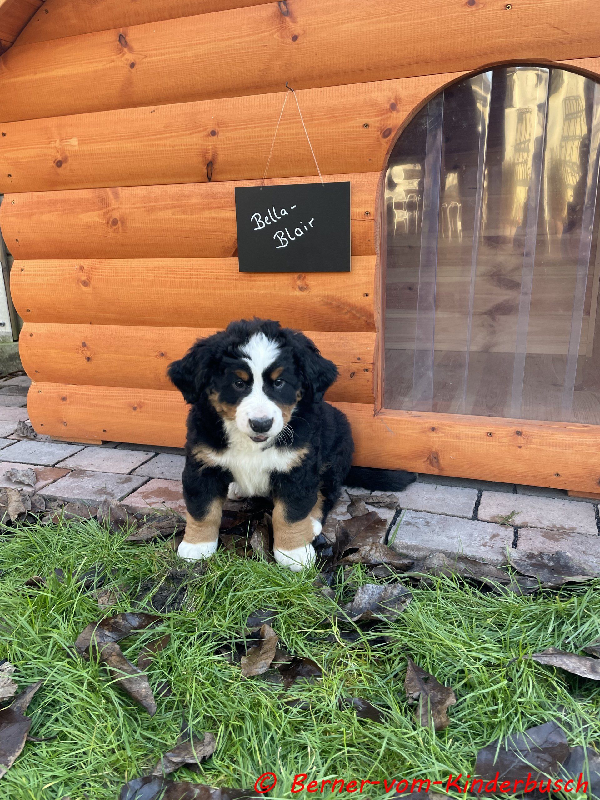 Bella-Blair vom Kinderbusch 2021-11-27