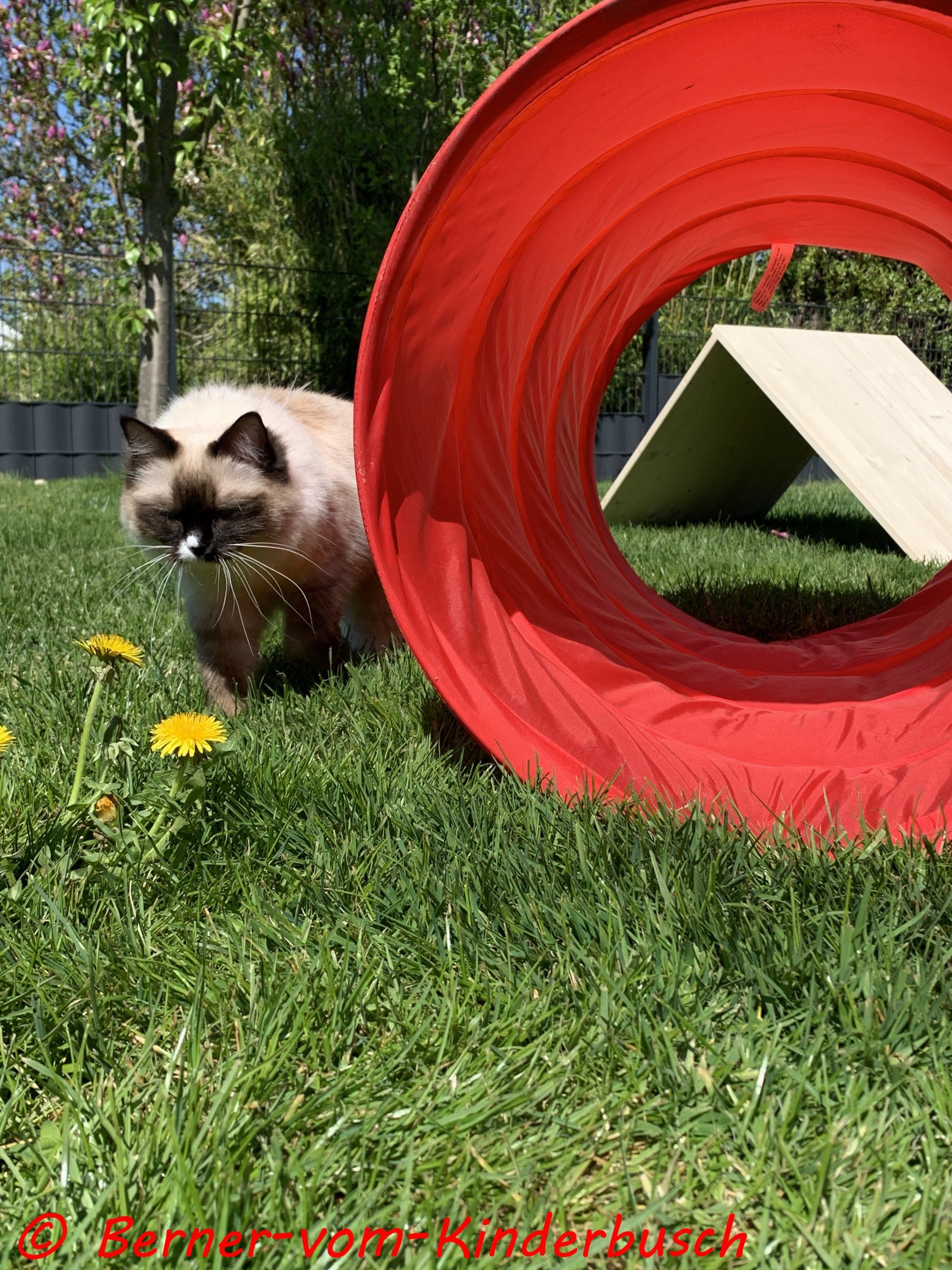 Susi mag auch Auf Bild