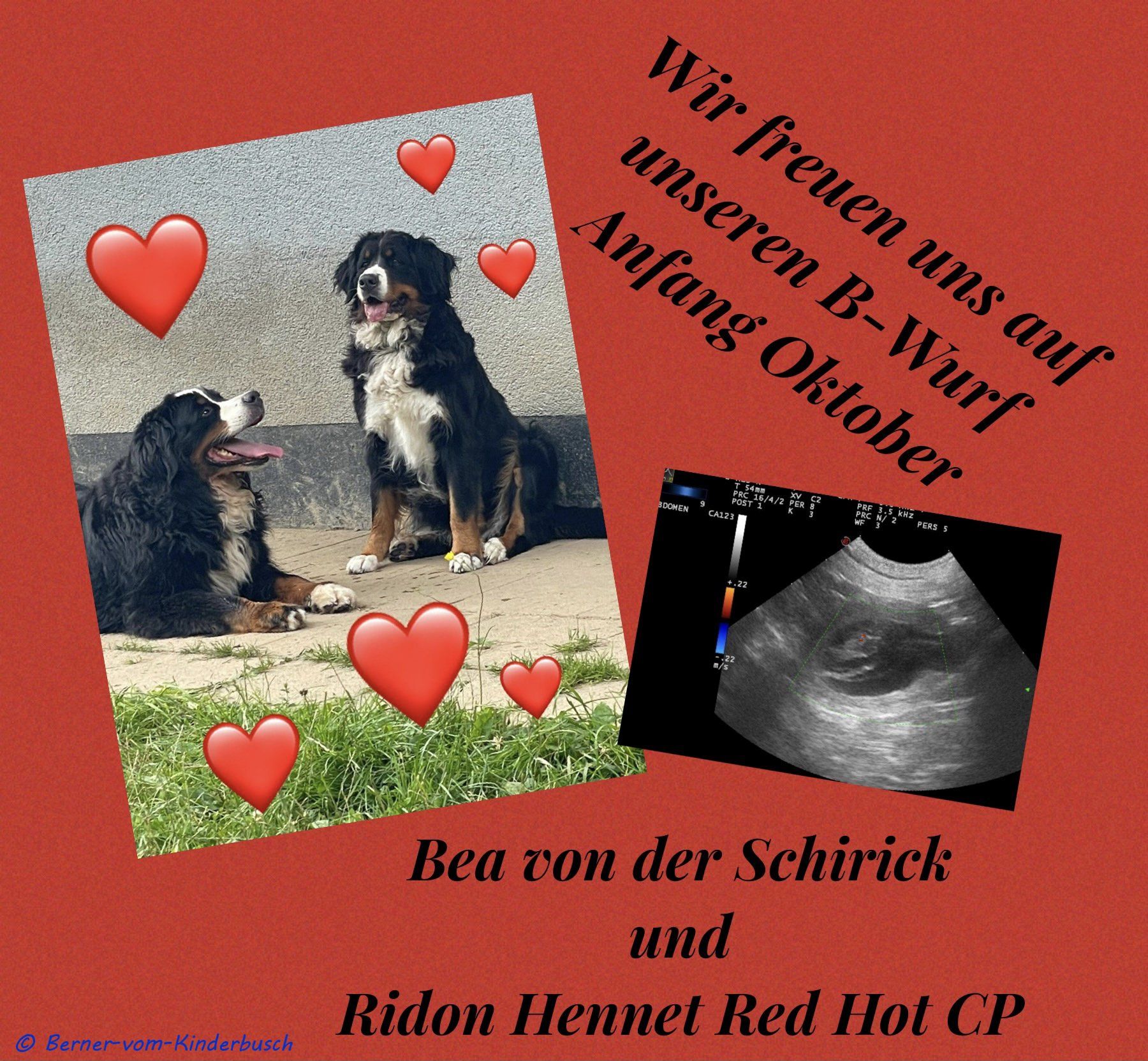 B-Wurf vom Kinderbusch