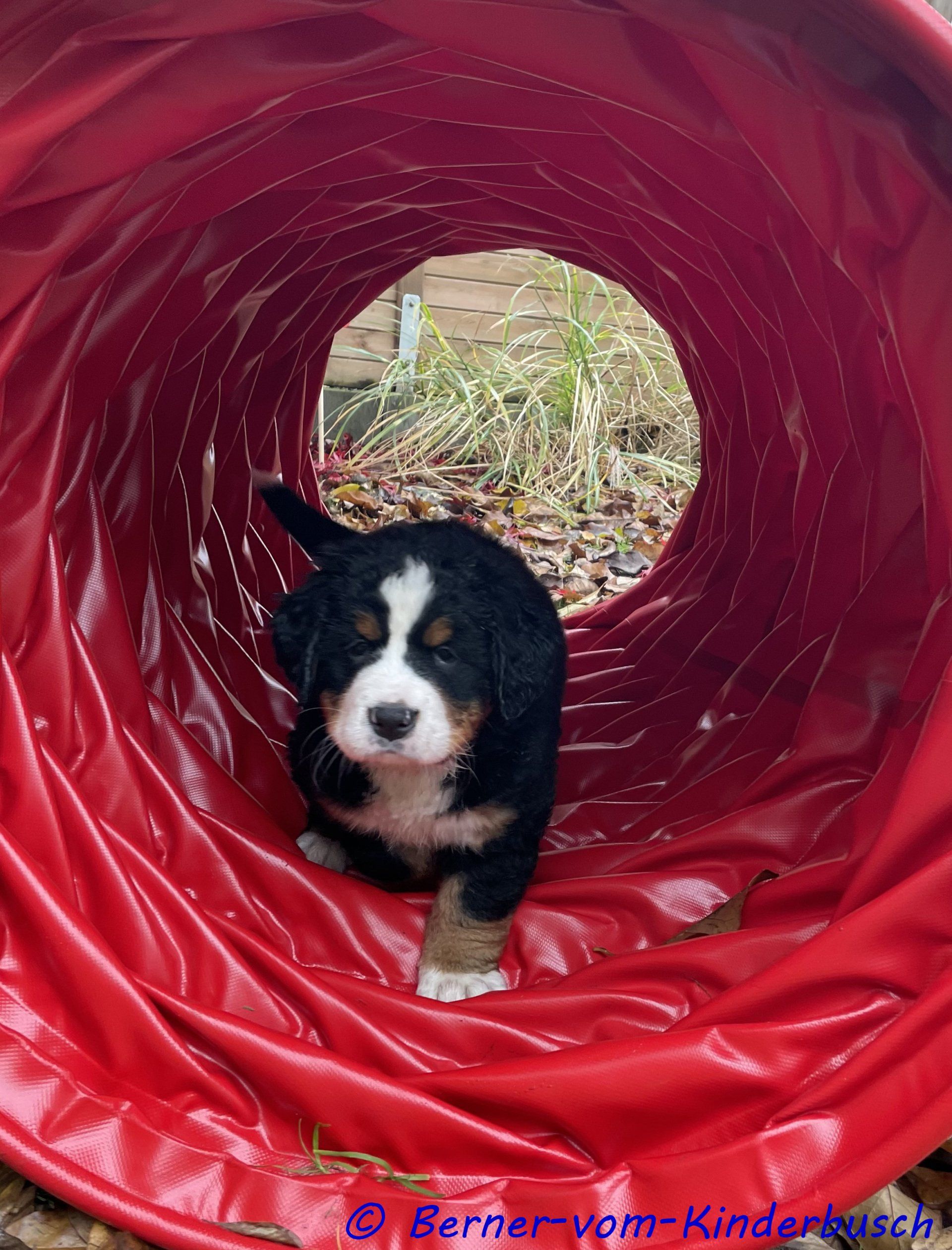 Bella-Blair vom Kinderbusch 2021-11-14
