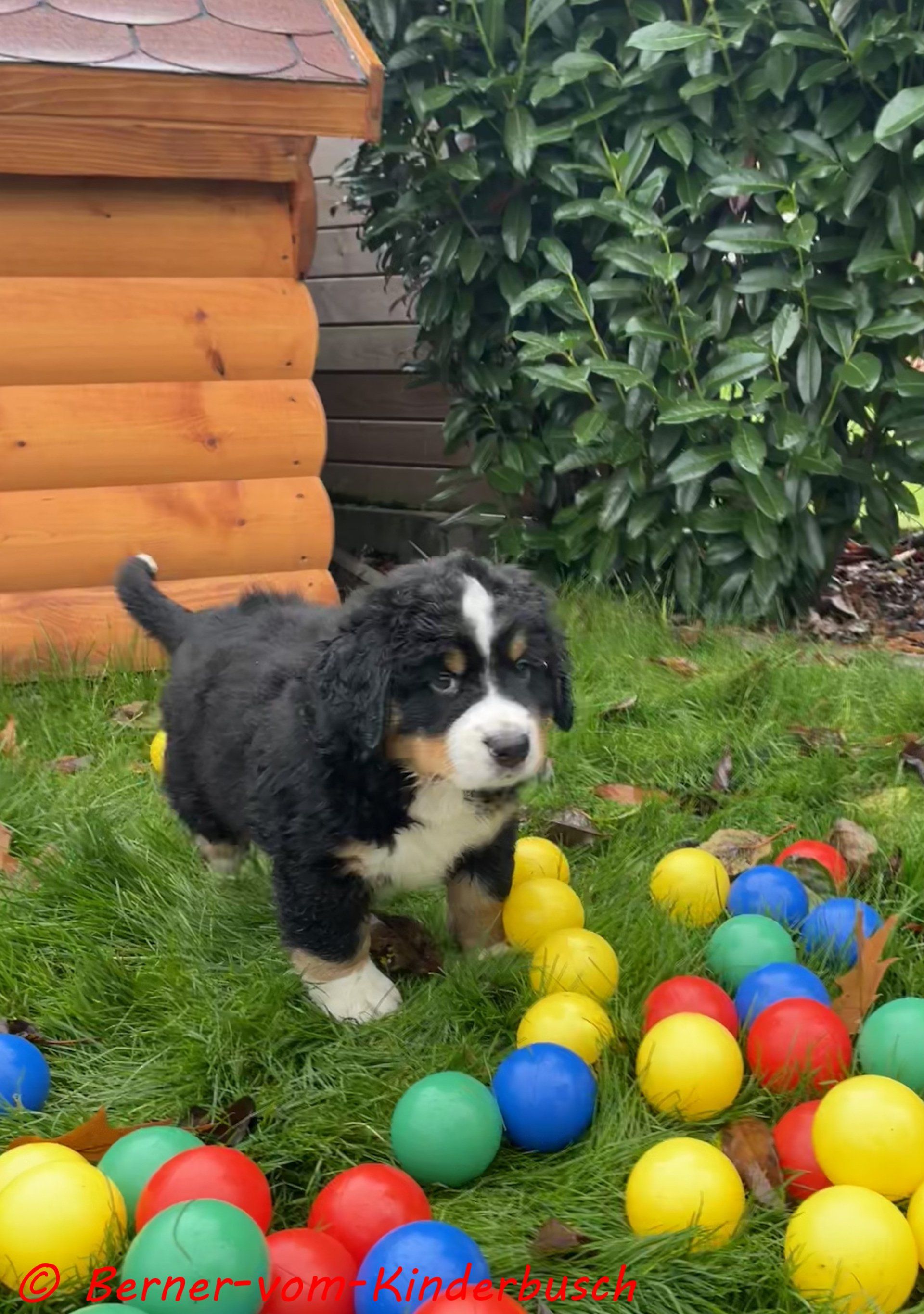 Beppo-vom-Kinderbusch_2021-11-21