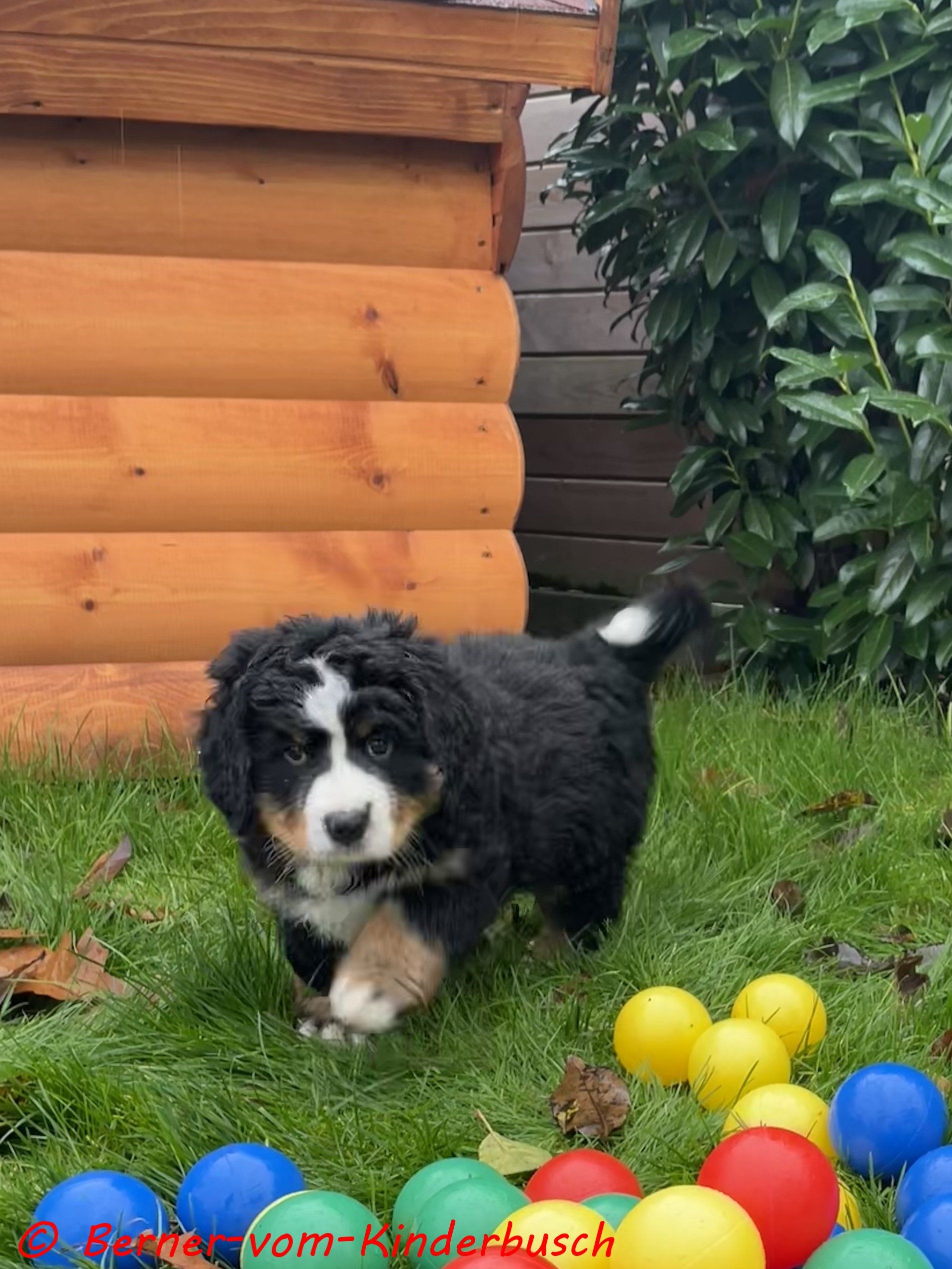 Bijou-vom-Kinderbusch_2021-11-21