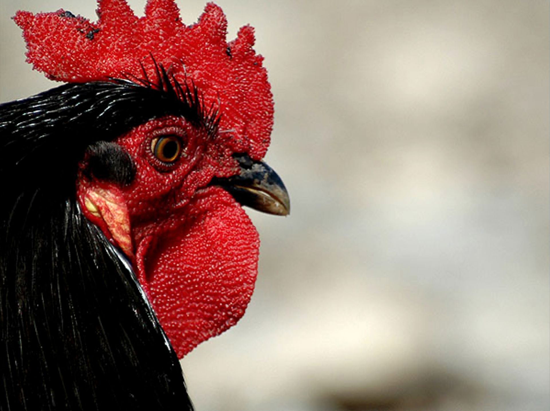 Easternblog Eastern Blog South Kazakhstan 2005 Nauryz Nowruz Kokpar Stefan Schandera