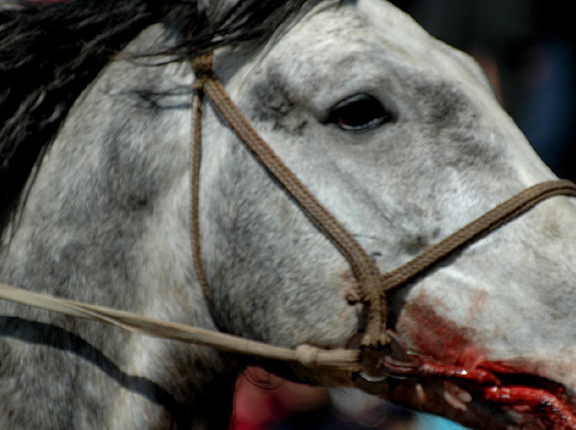 Easternblog Eastern Blog South Kazakhstan 2005 Nauryz Nowruz Kokpar Stefan Schandera