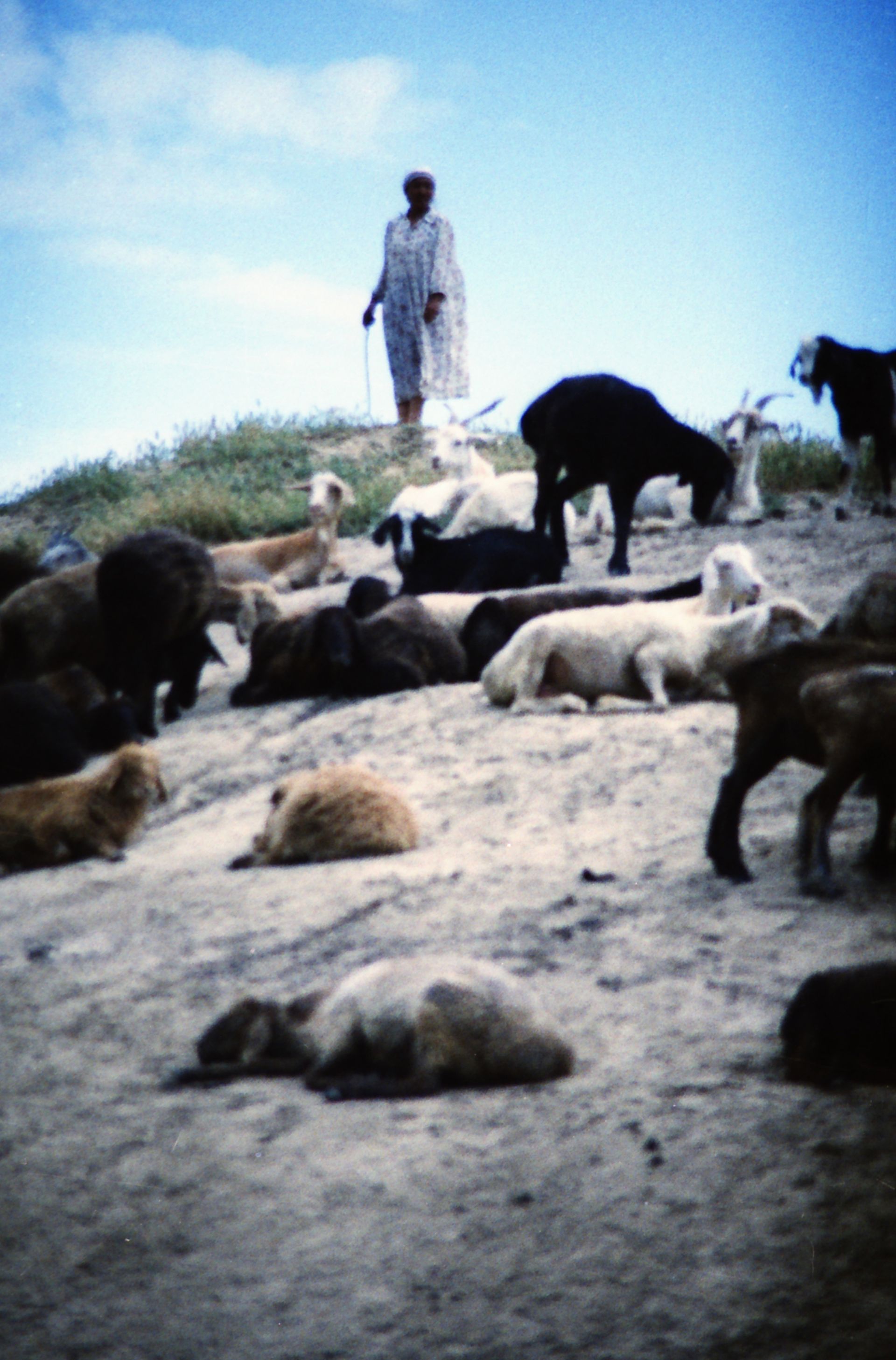 South Kazakhstan Shymkent Harvest Season August September 2005 Cross-processed analog photographic film