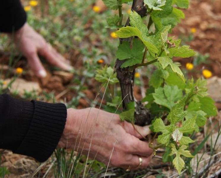 Dédoublage vigne en Gironde