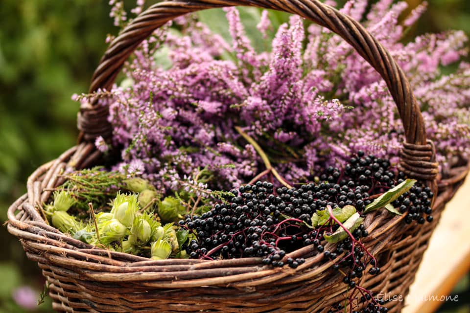 panier de saison de l'Alchimie Sauvage