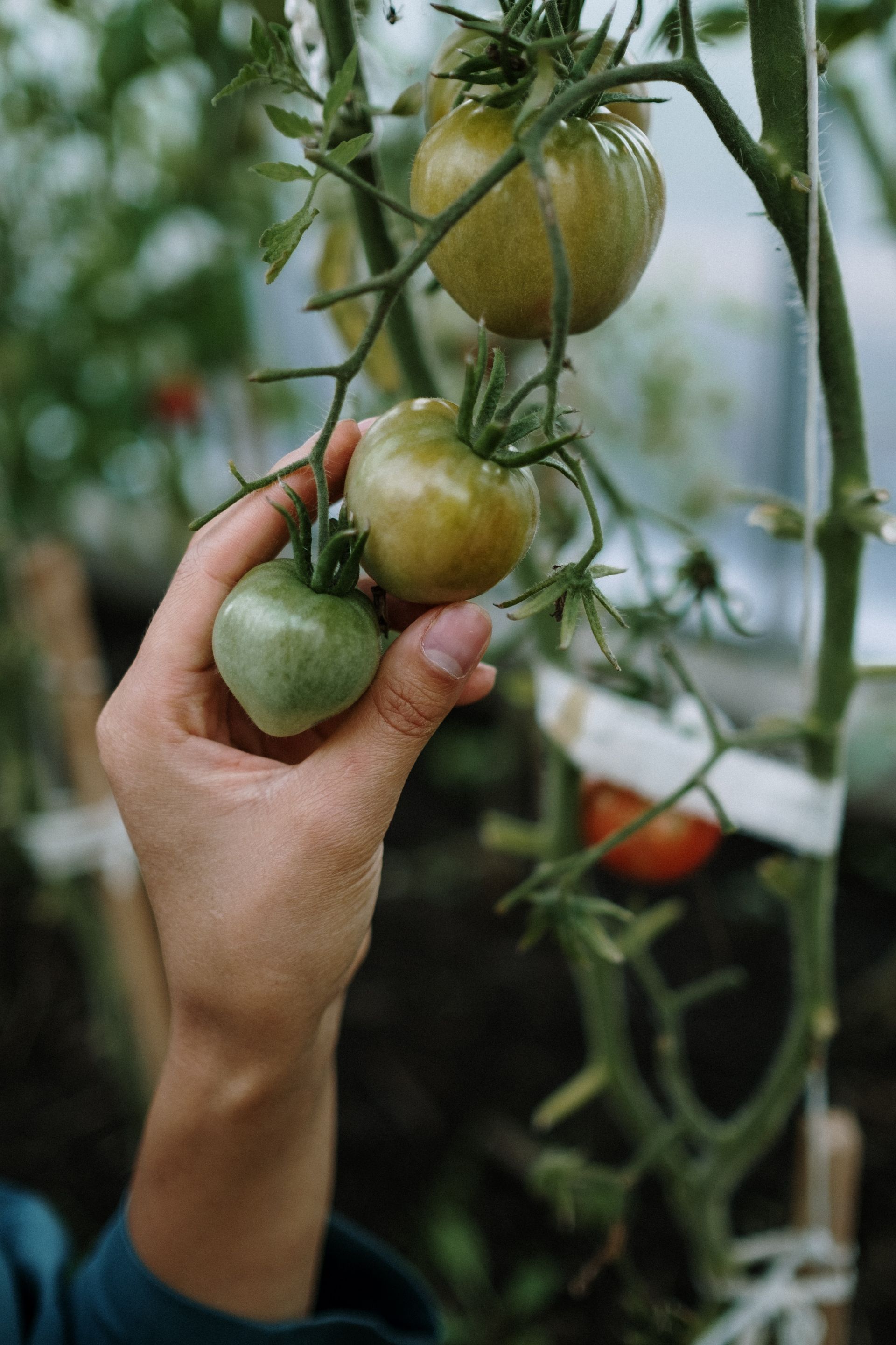 A home gardener checking on her tomato crop.