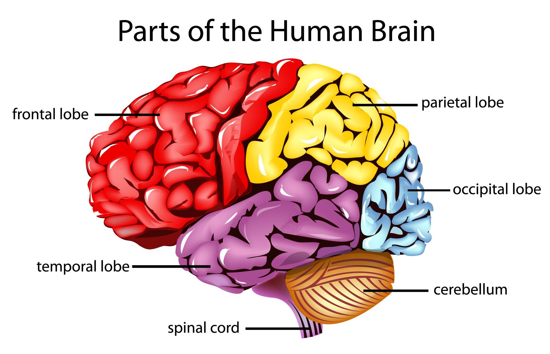 Multicolor vector image of the brain identifying 6 major parts of the brain