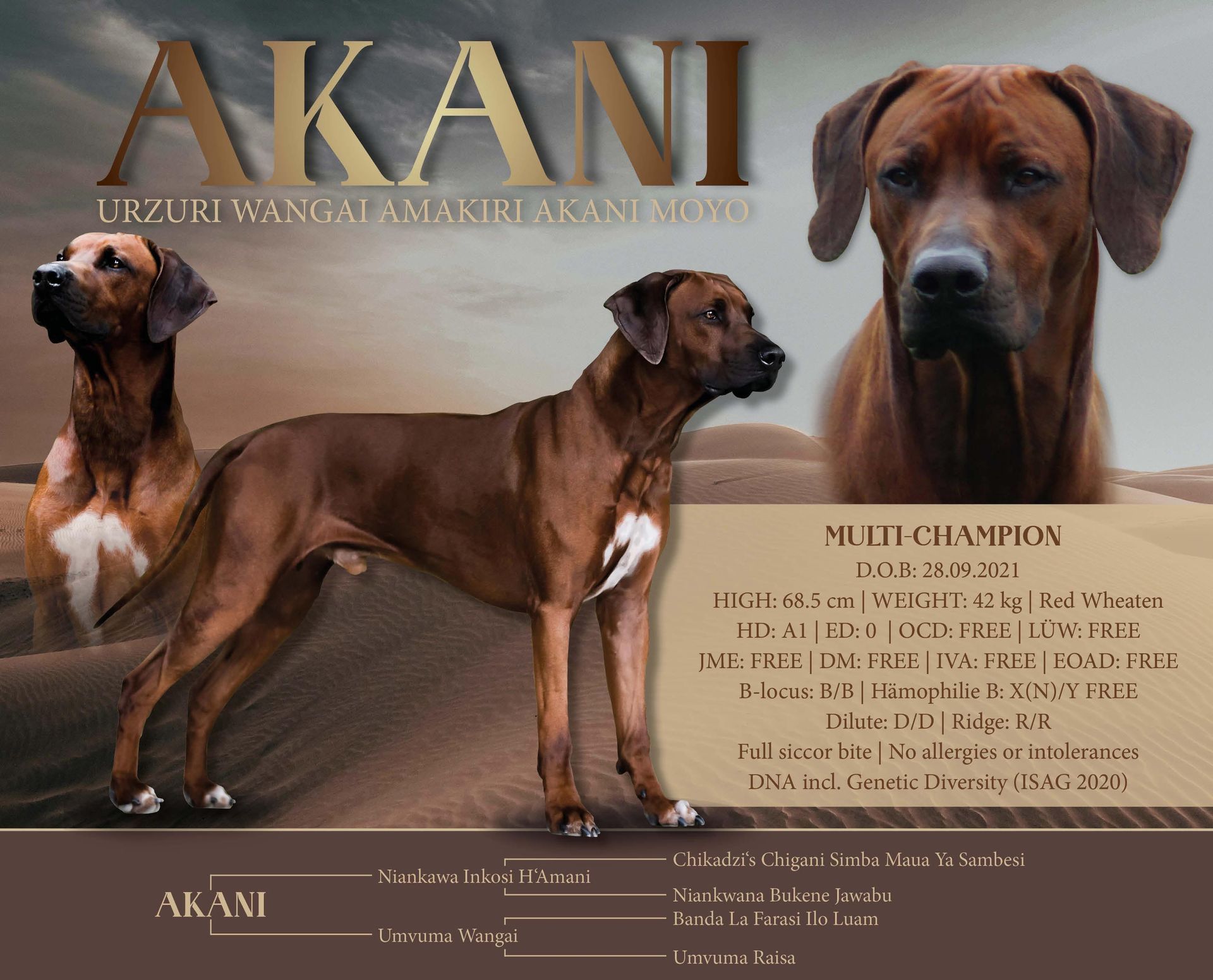 Asani von der alten Aue Asani von der alten Aue