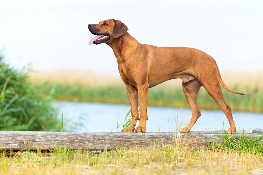 Aplus Excalibur Fire Tzavo Aplus Excalibur Fire Tzavo