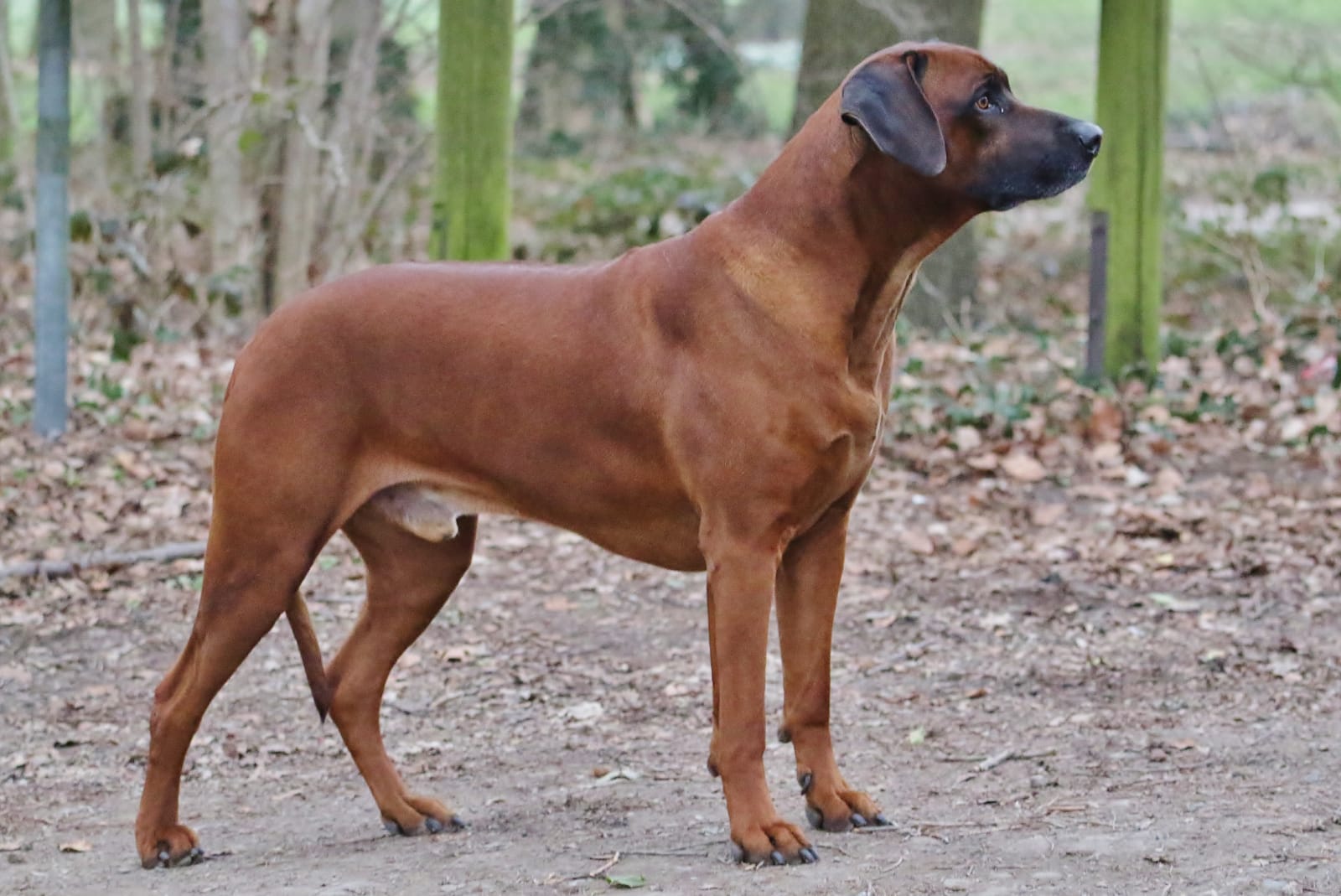 Bendit aus dem Artland Bendit aus dem Artland